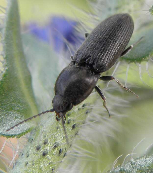 Elateridae dalla Sicilia